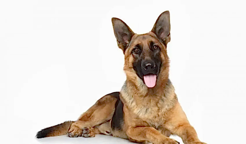 Alman Kurdu (Çoban) Köpeği