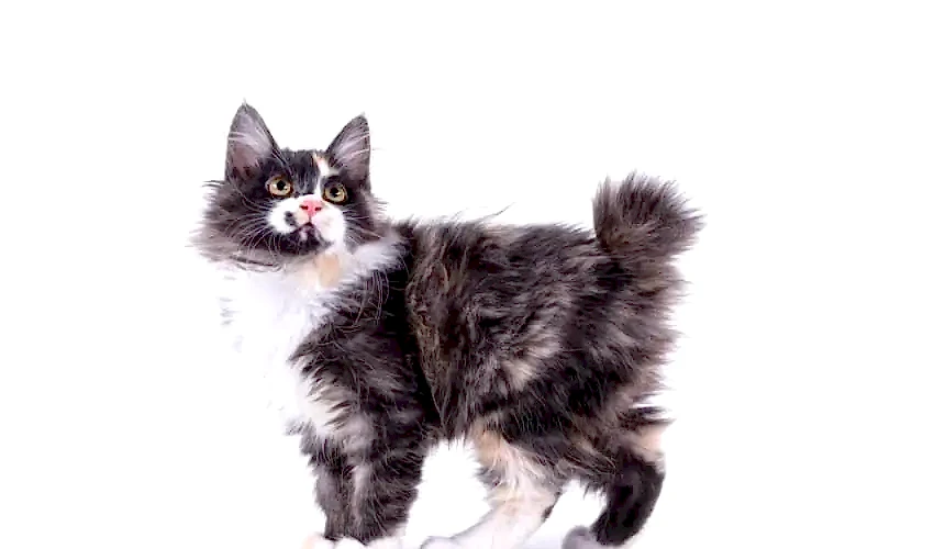 Amerikan Bobtail