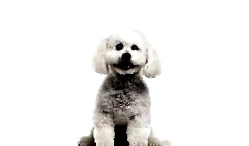 Bichon Frise