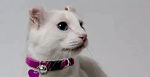 Beyaz Kedi Cinsleri