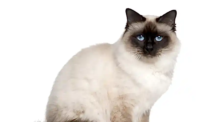 Birman Kedisi