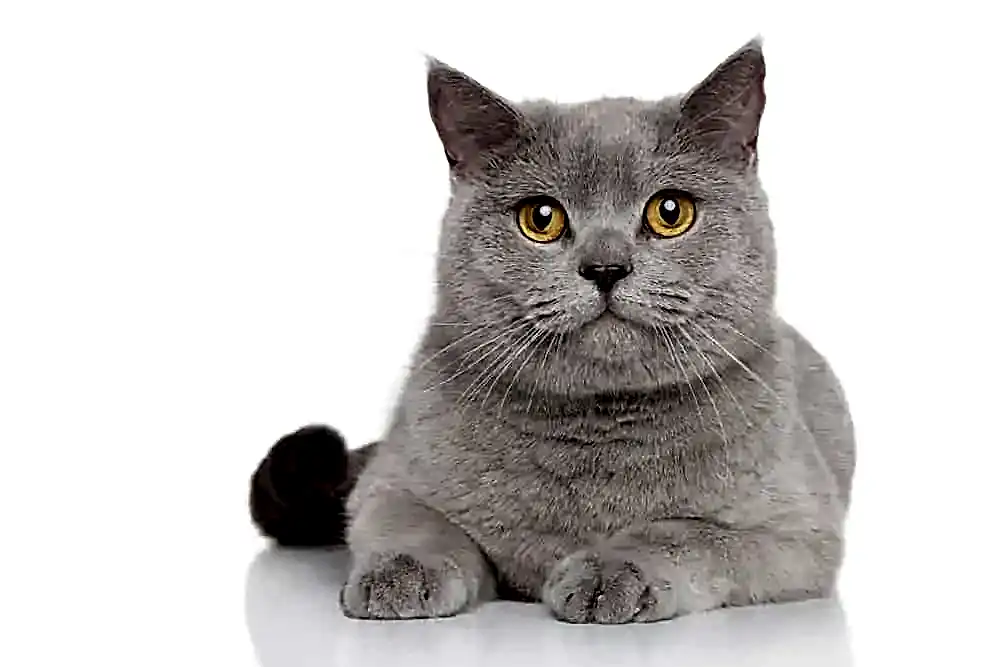 En İyi Biritish Shorthair Mamaları