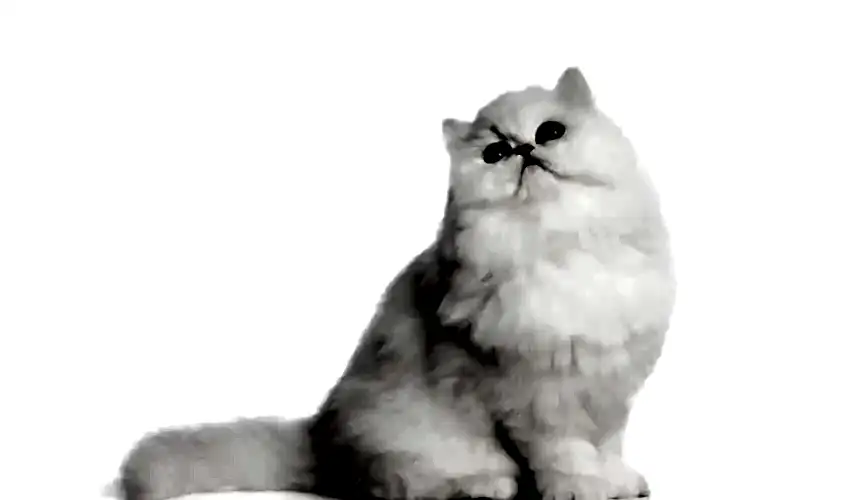 Chinchilla