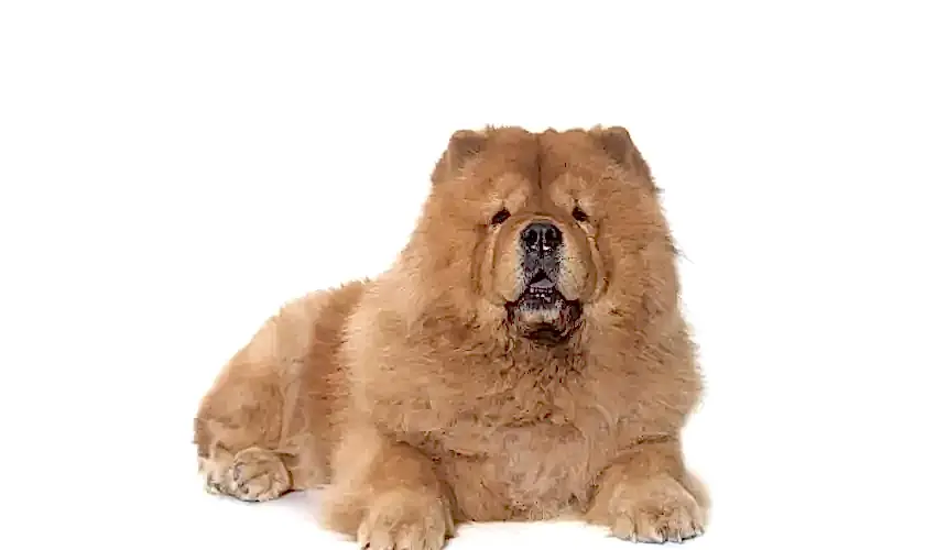 Chow Chow