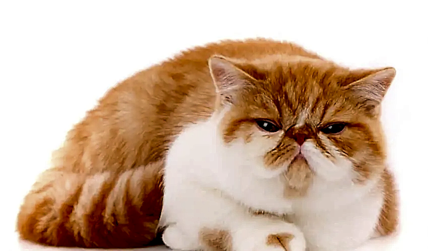 Exotic Shorthair