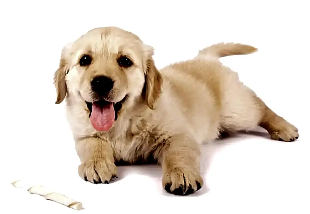 Golden Retriever İçin En İyi Mamalar