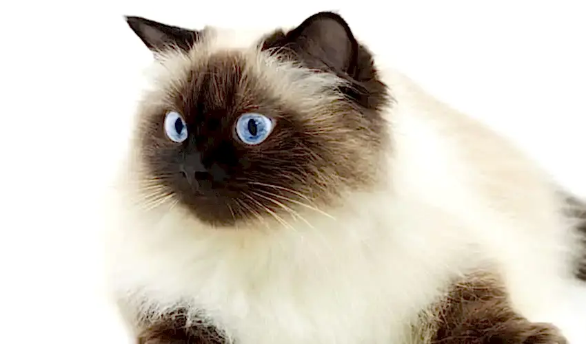 Himalayan Kedisi