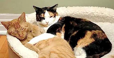 Hipoalerjenik Kedi Cinsleri