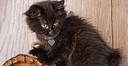 Siyah Kedi Cinsleri