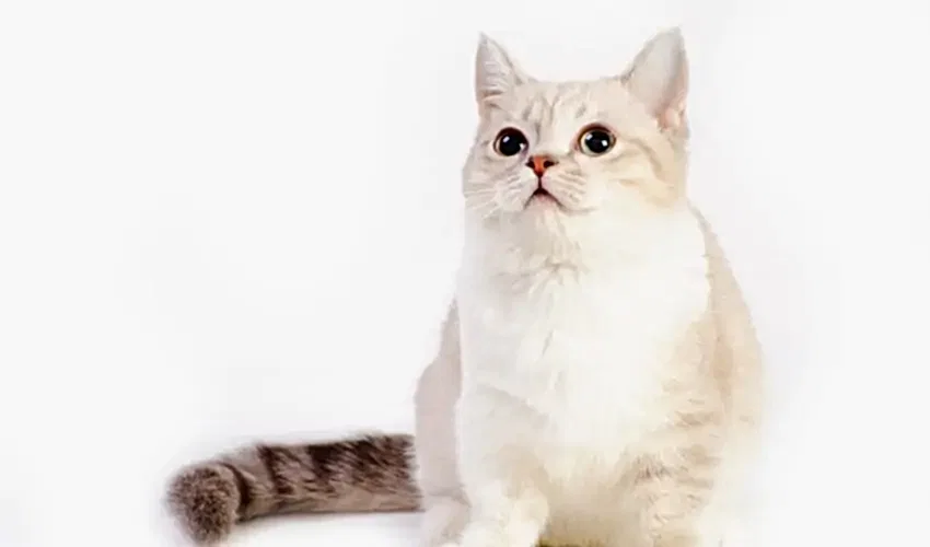Munchkin