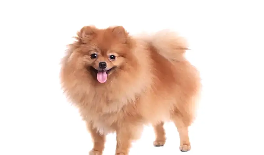 Pomeranian