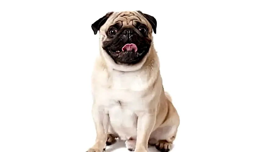 Pug