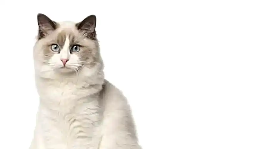 Ragdoll