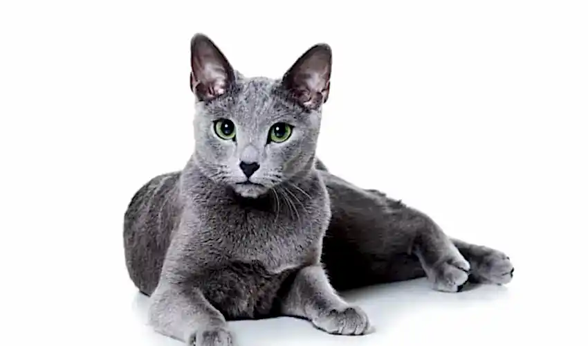 Russian Blue