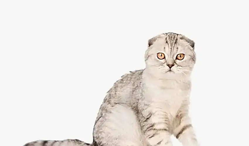 Scottish Fold
