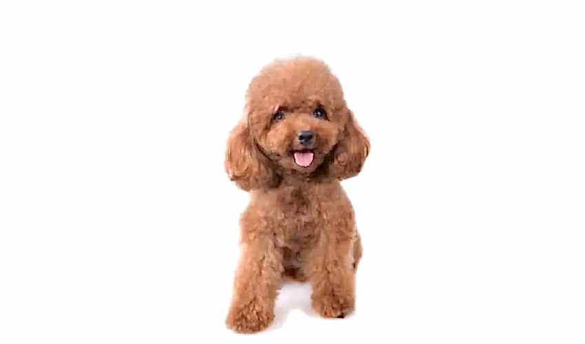 Toy Poodle (Kaniş)