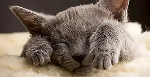 Türkiye Kedi Irkları