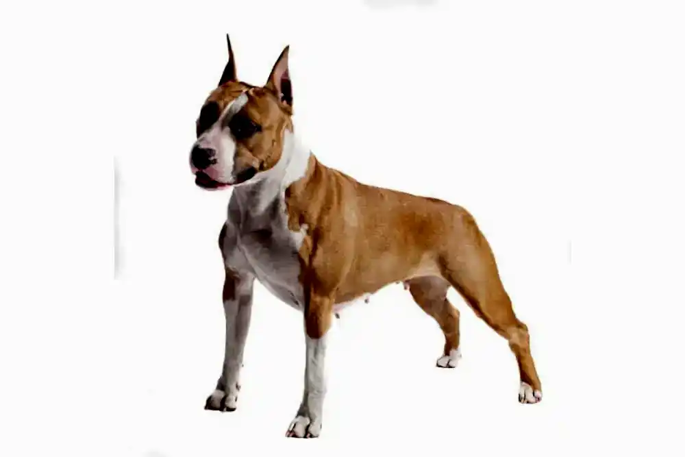 Pitbull İçin En İyi Mamalar
