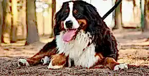 Büyük Köpek Cinsleri