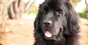 Çocuk Dostu Köpekler