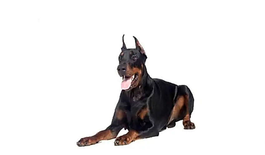 Doberman Pinscher