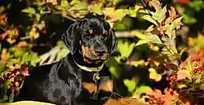 En Zeki Köpek Irkları