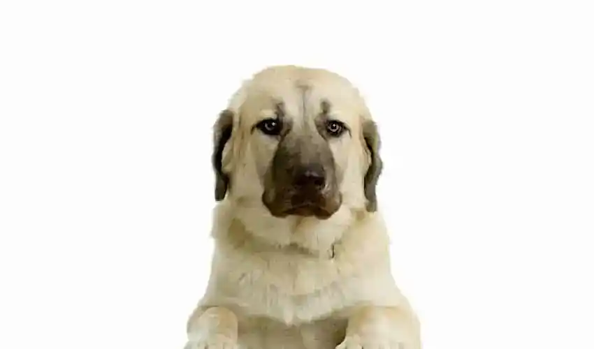 Anadolu Çoban Köpeği (Kangal)