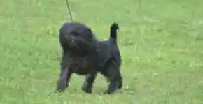 Küçük Köpek Cinsleri