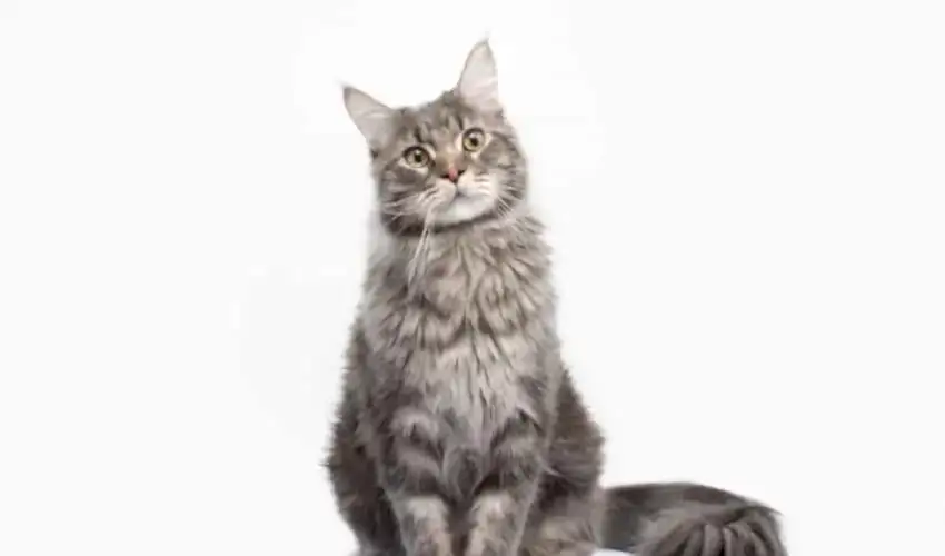 Maine Coon