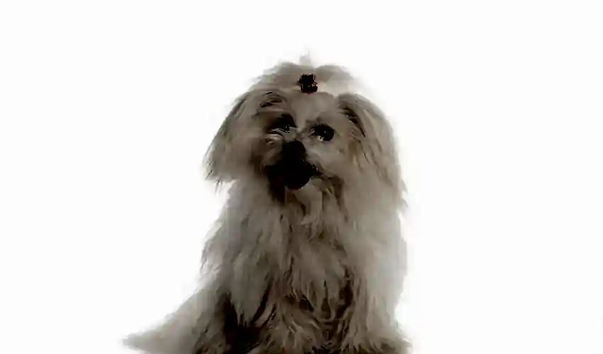 Maltese Terrier