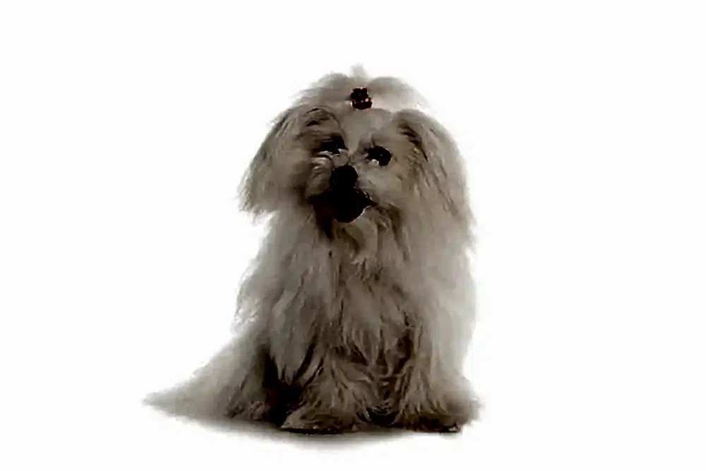 En İyi Maltese Terrier Köpek Mamaları