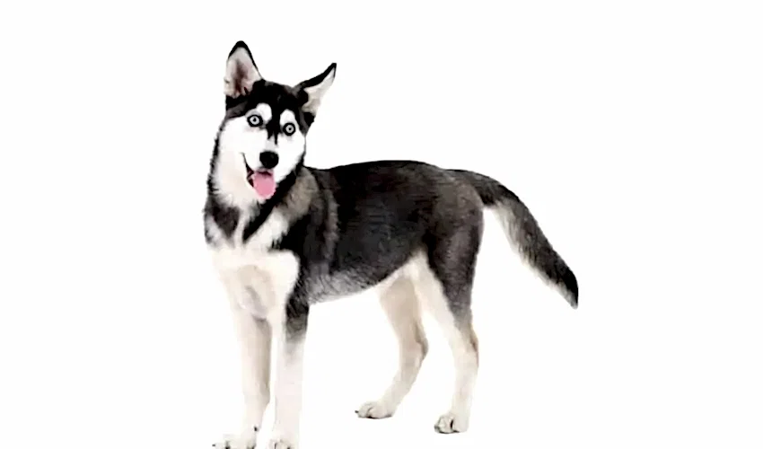 Sibirya Kurdu (Husky)