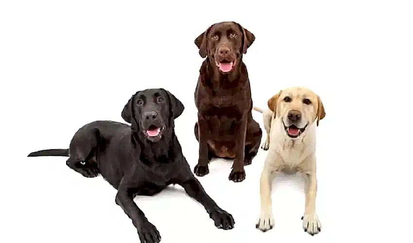 Labrador Retriever