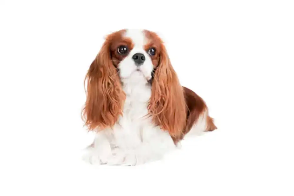 En İyi King Charles Köpek Mamaları