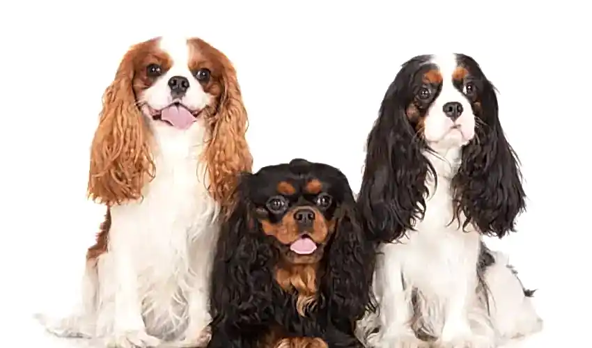Cavalier King Charles Spaniel