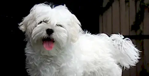 Terrier Köpek Cinsleri