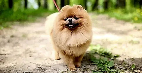 Süs Köpeği Cinsleri