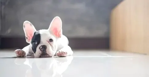 Büyümeyen Köpek Cinsleri