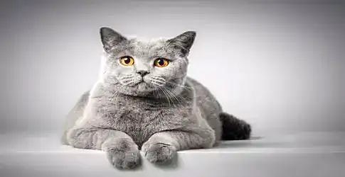 Gri Kedi Cinsleri
