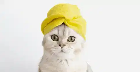 Tüy Dökmeyen Kedi Cinsleri