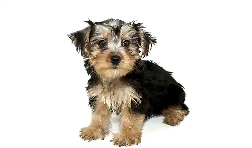 Morkie