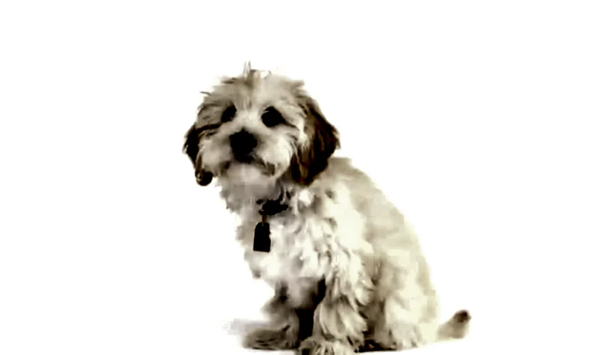 Maltipoo