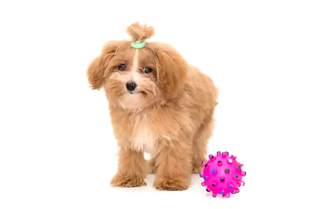 En İyi Maltipoo Köpek Mamaları