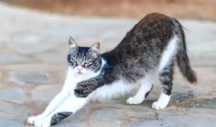 Kıbrıs Kedisi