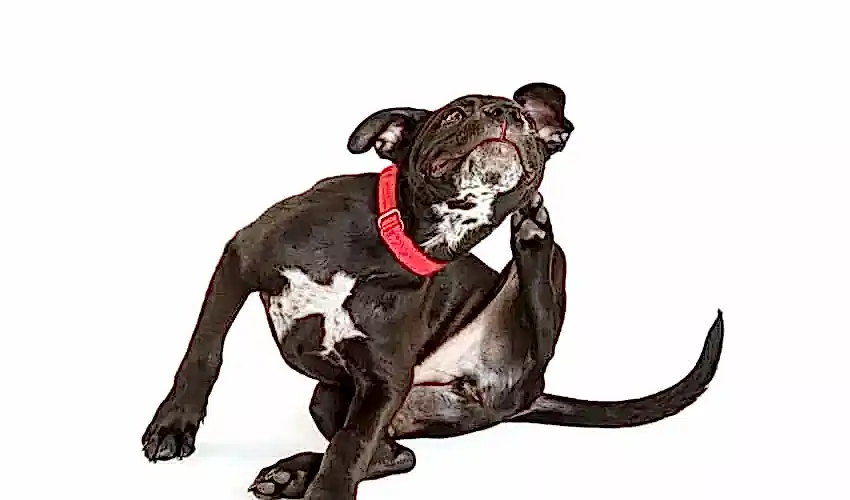 Köpeklerde Uyuz: Belirtileri, Nedenleri ve Tedavisi