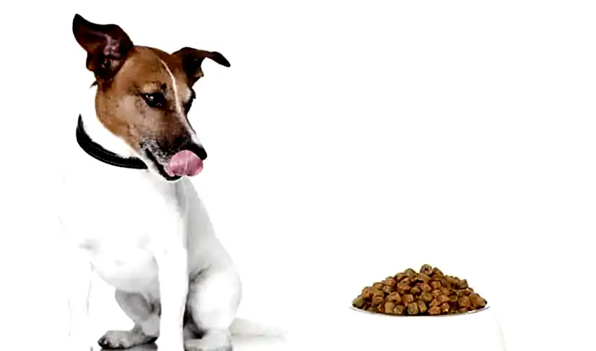 Köpek maması saklarken sıkça yapılan hatalar