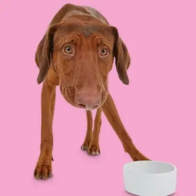 En İyi Köpek Sakinleştirici Köpek Mamaları