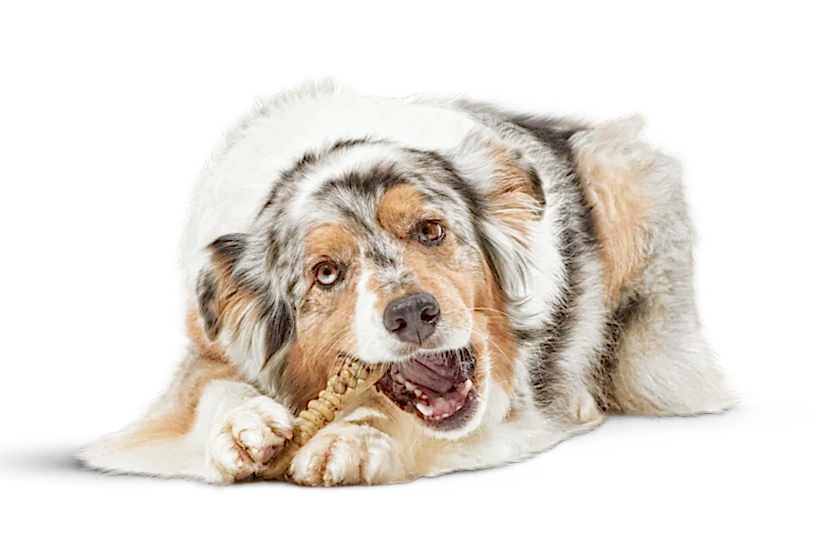 En İyi Köpek Ödül Mamaları