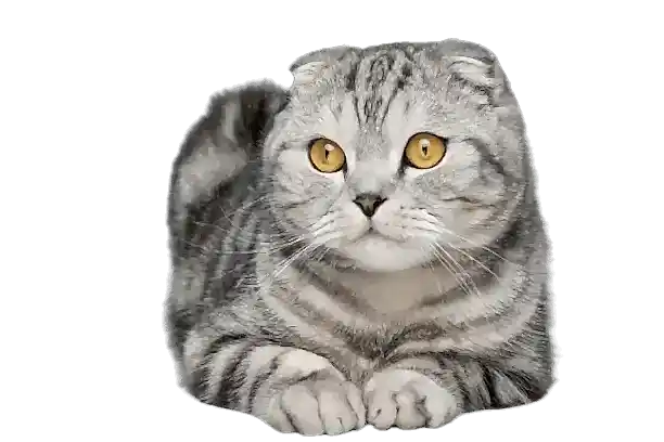 En İyi Scottish Fold Maması