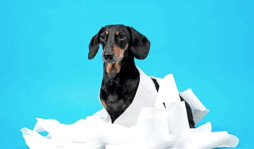 Köpeklerde İshal Nedenleri ve Çözüm Önerileri